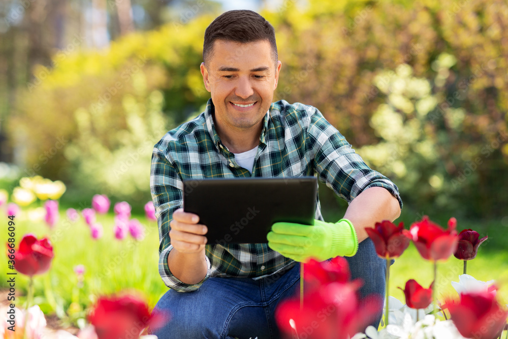 Fototapeta premium gardening and people concept - happy smiling middle-aged man with tablet pc computer and flowers at summer garden