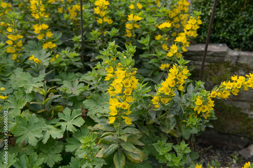 Summer Flowering Bright Yellow Common or Garden Loosestrife (Lysimachia vulgaris) Growing in a Herbaceous Border in a Country Cottage Garden in Rural Devon, England, UK