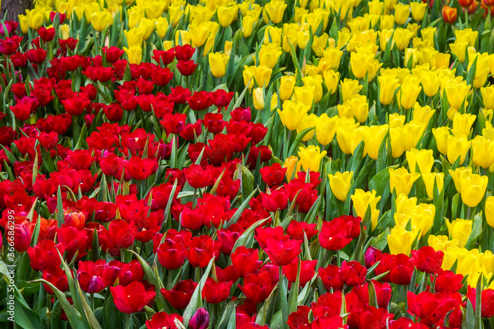 Colorful red and yellow tulip flowers in garden background Colorful red and yellow tulip flowers in garden background