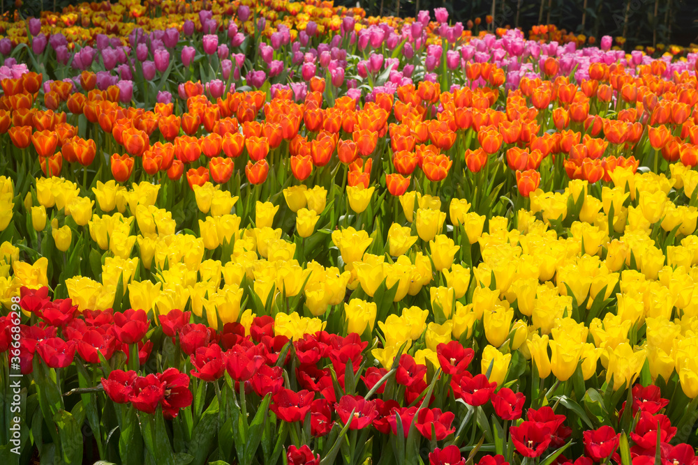 Colorful red and yellow tulip flowers in garden background Colorful red and yellow tulip flowers in garden background