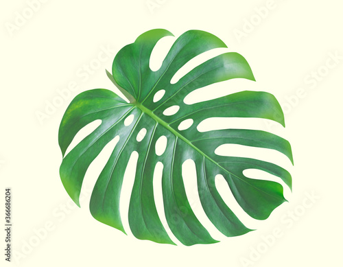 Monstera Deliciosa or Swiss Cheese Plant leaf texture isolated