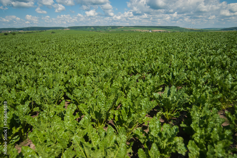 sugar beet leaves three months old, in a field with blue sky