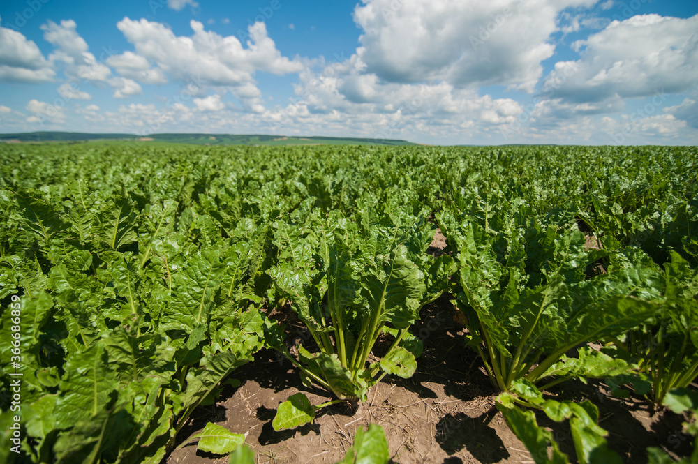 view of sugar beet bright green leaves in field, agricultural land