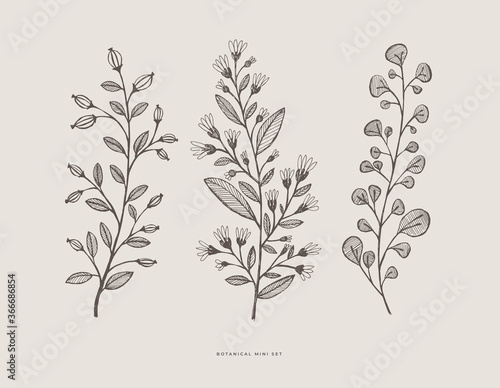 Set of hand-drawn curly flowers. Wild herbs vector illustration. Floral design element for greeting card  poster  cover  invitation. Botanical retro image for a garden background.