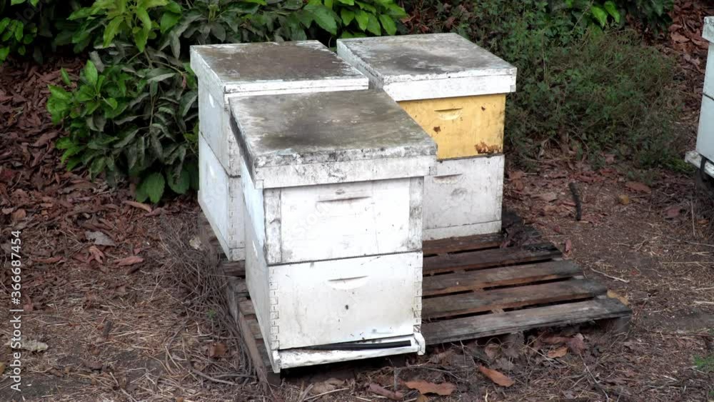 wooden beehives with active honey bees wooden beehives with active honey bees