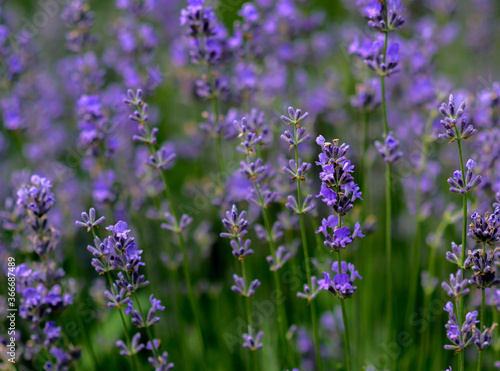 Lavender flowers in a soft focus, pastel colors and blur background. 
