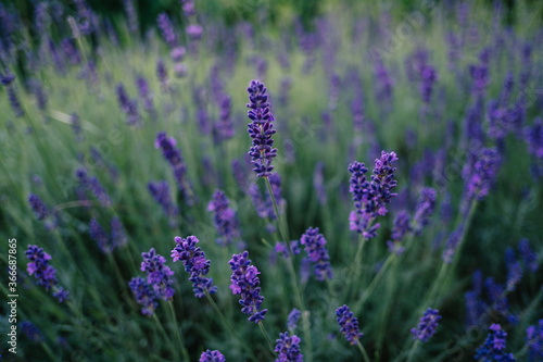 Lavendel bl  ht hellblauviolett im Garten
