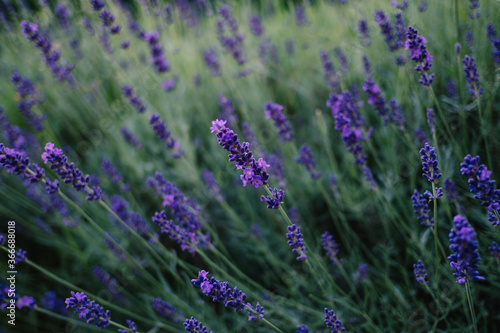 Lavendel blüht hellblauviolett im Garten