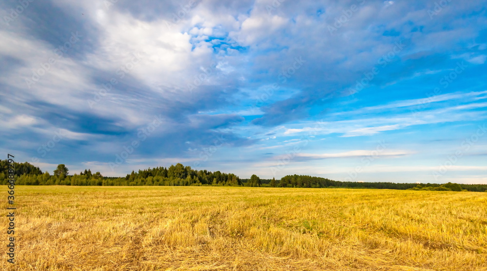 Summer landscape with compressed field and trees against blue sky with white clouds