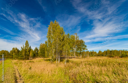 Birches in the field against the forest and blue sky with white clouds in summer