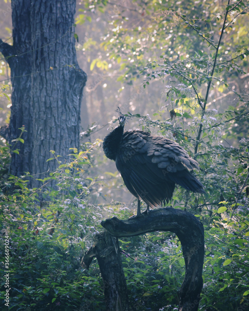 Fototapeta premium Peahen on tree