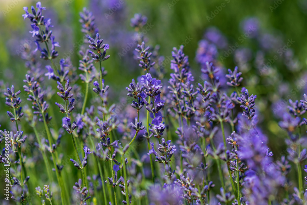 Obraz premium Lavender flowers in a soft focus, pastel colors and blur background. 