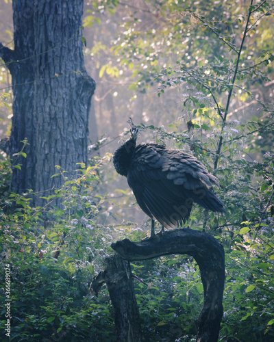 Peahen on tree