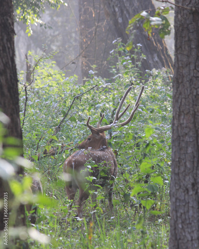 deer in the woods