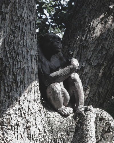 Human like looking Chimp named Guru found in Mysore Zoo