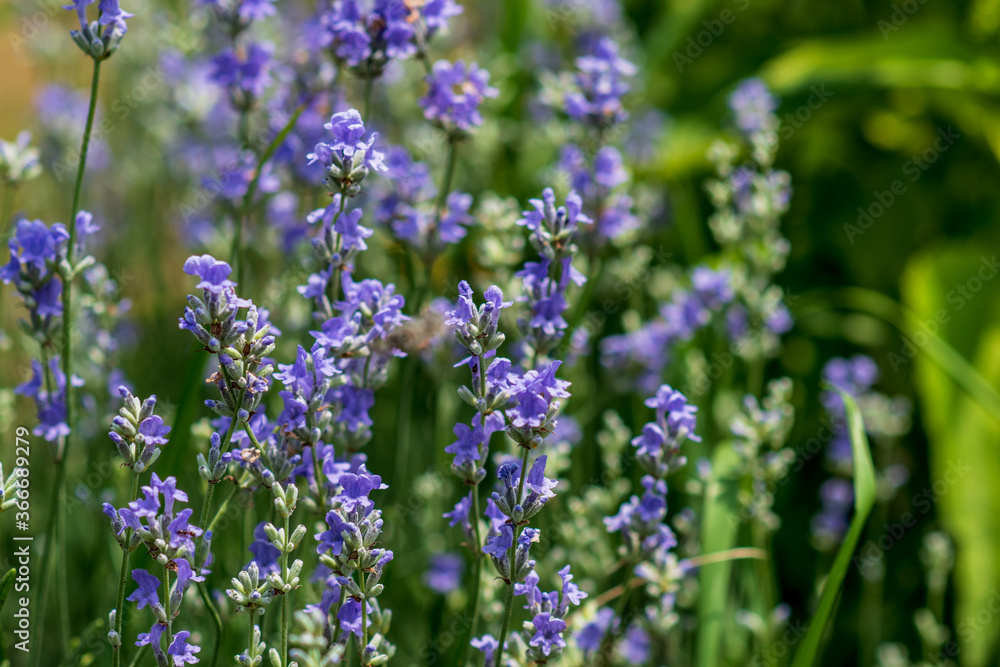 Lavender flowers in a soft focus, pastel colors and blur background. Lavender flowers in a soft focus, pastel colors and blur background.
