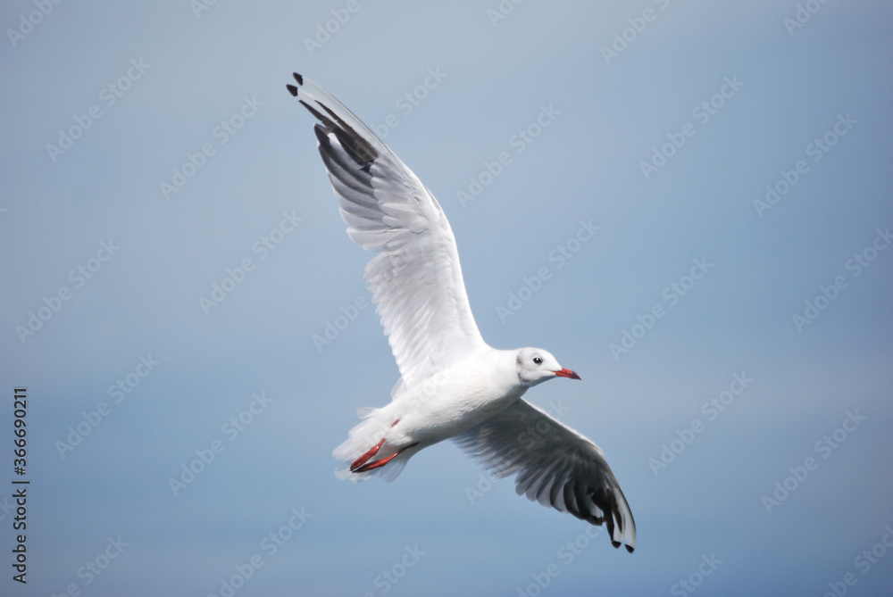 seagull in flight with open wings
seagull in flight with open wings
