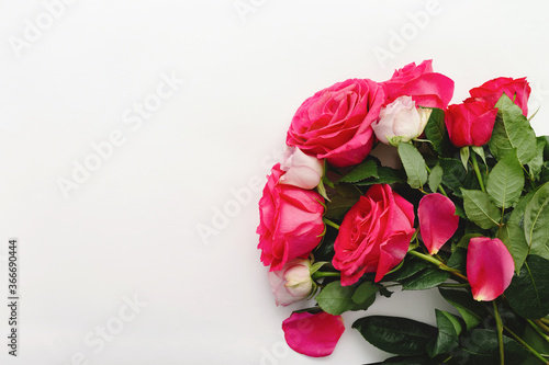 Pink red roses. Bouquet of colorful roses on white background with copy space, place for your text. Rose petals closeup. Beautiful festive bouquet of fresh flowers as gift. Top view