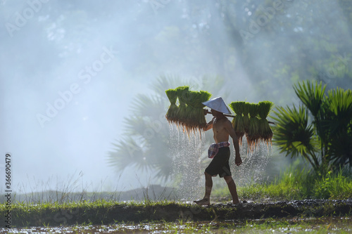  Asian farmer Bearing rice seedlings on the back before the grown in paddy field 