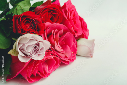 Pink red roses. Bouquet of colorful roses on white background with copy space, place for your text. Rose petals closeup. Beautiful festive bouquet of fresh flowers as gift. Top view