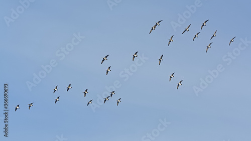 Flock of barnacle geese flying on a blue sky with spread wings, low angle view - Branta leucopsis 