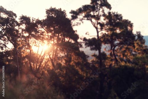 Blurred image of a pine forest at sunset. Abstract natural background and texture