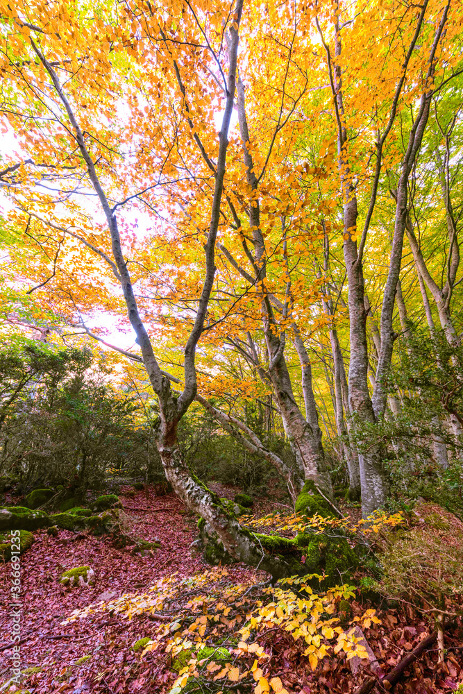 Leaves, trunks and details of a beautiful autumn ayedo.