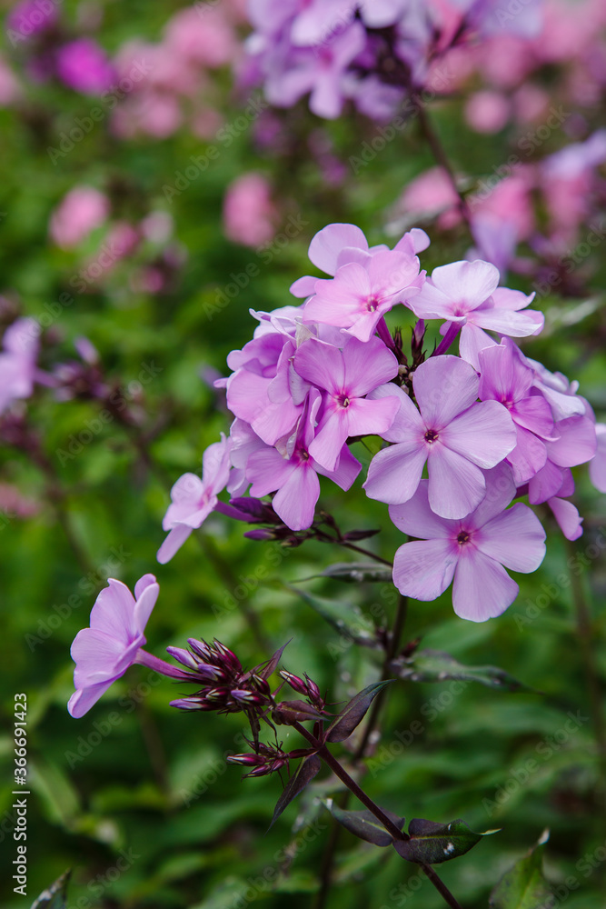 Beautiful flowers phlox paniculata. Flowering branch of purple phlox in the garden