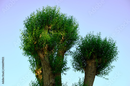 Canvastavla Close-up of pollarded willow or Salix trees against blue sky.
