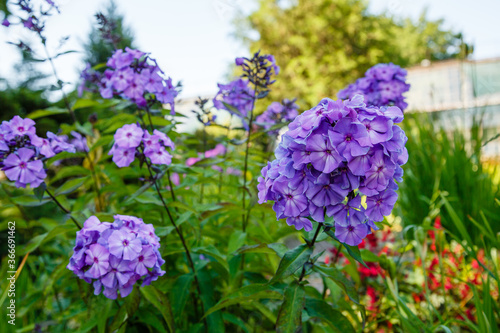 Fototapeta Naklejka Na Ścianę i Meble -  Beautiful flowers phlox paniculata. Flowering branch of purple phlox in the garden