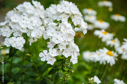 Beautiful flowers phlox paniculata. Flowering branch of purple phlox in the garden