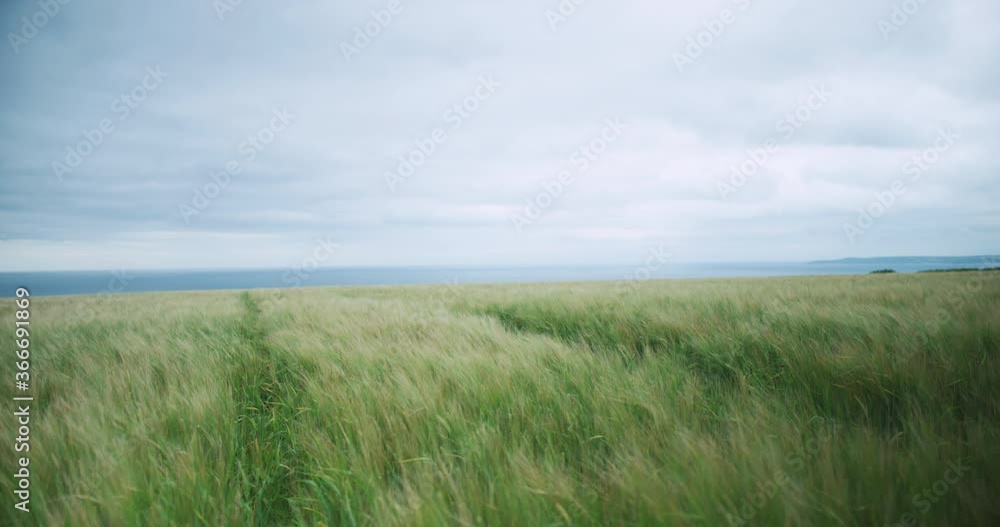 A field of crops in the summer by the sea A field of crops in the summer by the sea