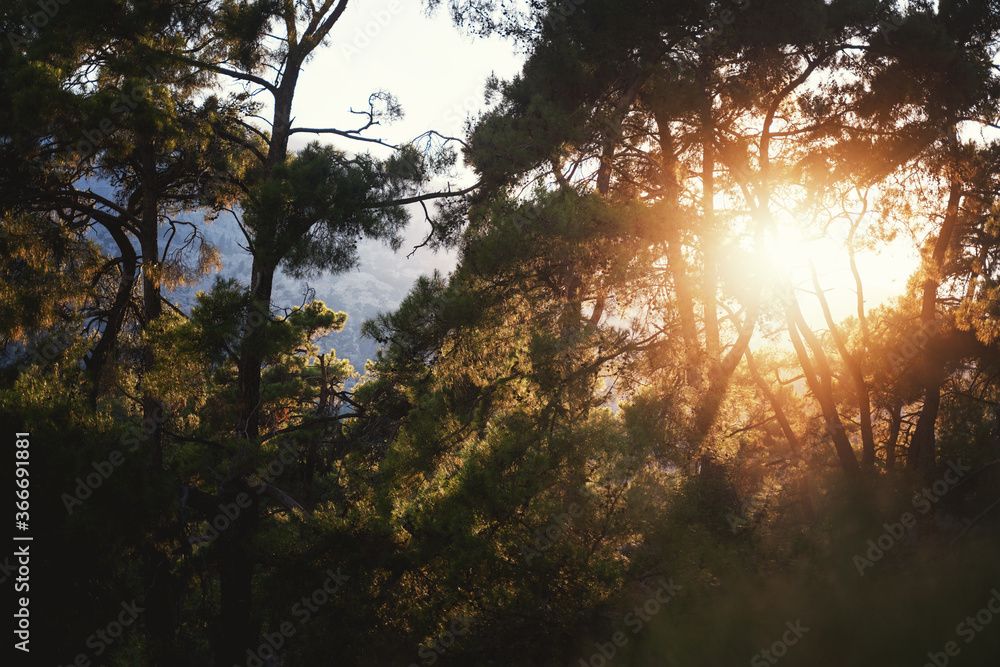Beautiful landscape. Mountains with pine forest at sunset Beautiful landscape. Mountains with pine forest at sunset