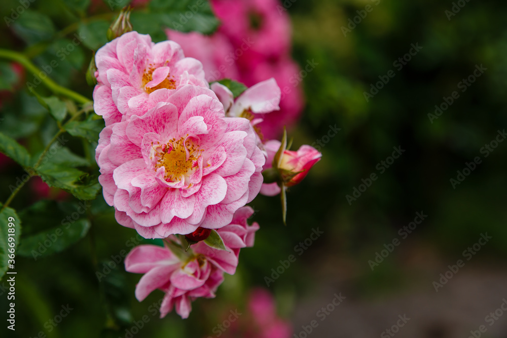 Roses in the garden. Blooming Roses on the Bush. Growing roses in the garden. Roses in the garden. Blooming Roses on the Bush. Growing roses in the garden.