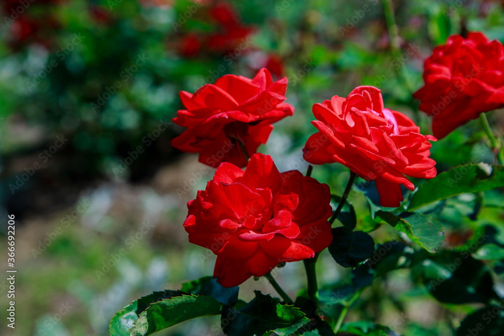 Roses in the garden. Blooming Roses on the Bush. Growing roses in the garden. Roses in the garden. Blooming Roses on the Bush. Growing roses in the garden.