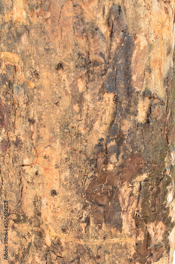 Tree bark Tree bark