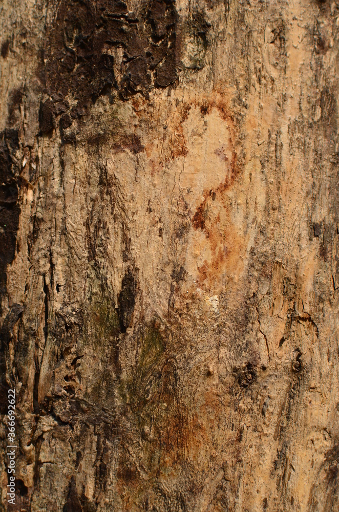 Tree bark Tree bark