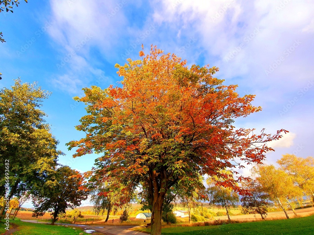 Naklejka premium autumn in the park