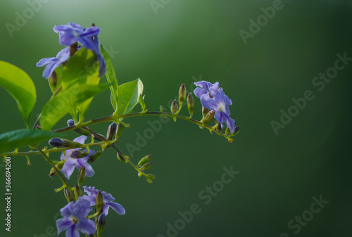 spring flowers green color high regulation stock  photo photo