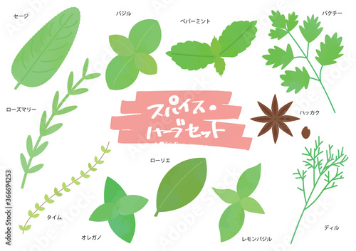ハーブとスパイスのイラストセット