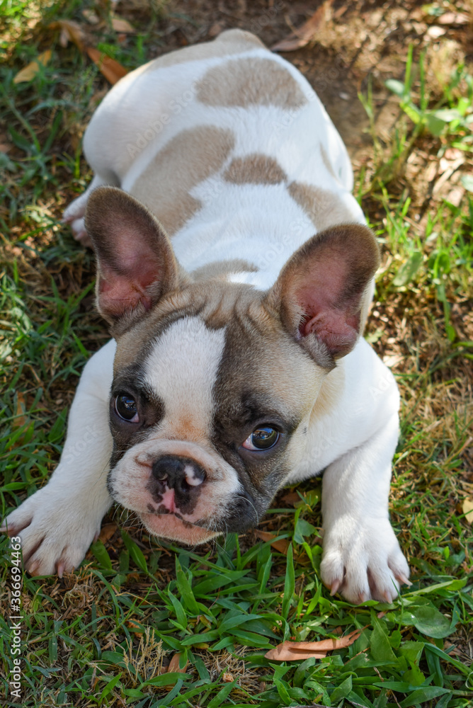 French bulldog puppy lying on the grass resting