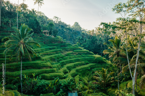 Tegallalang Rice Fields in Ubud, Bali