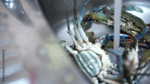 Blue crabs sit in the kitchen sink under the pouring water from the tap. photo