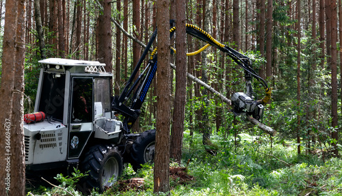 Mechanized logging. Horvest works in the forest. Close-up