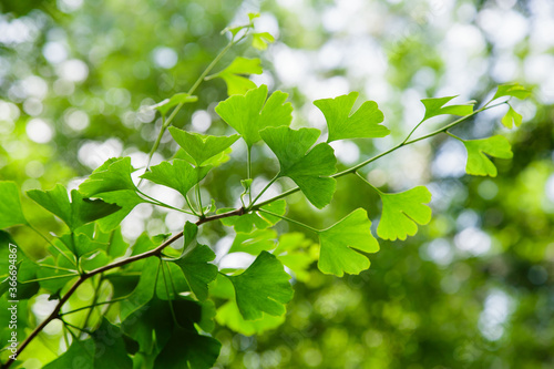 Ginkgo ( lat. Ginkgo ) is a genus of deciduous gymnosperms relict plants of the Ginkgo class. photo