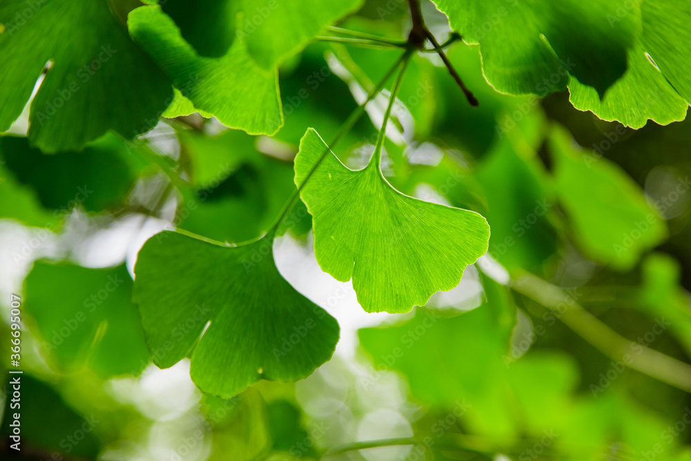 Leaves of Ginkgo Biloba. Relict Ginkgo biloba tree. Medicinal plant. Green background with ginkgo biloba. Leaves of Ginkgo Biloba. Relict Ginkgo biloba tree. Medicinal plant. Green background with ginkgo biloba.