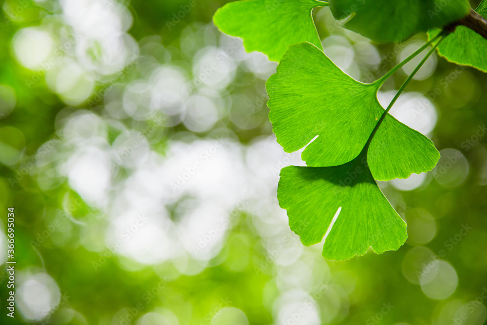 Leaves of Ginkgo Biloba. Relict Ginkgo biloba tree. Medicinal plant. Green background with ginkgo biloba. Leaves of Ginkgo Biloba. Relict Ginkgo biloba tree. Medicinal plant. Green background with ginkgo biloba.