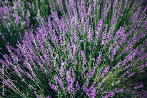 Lavender field  Blooming violet fragrant lavender flowers. Blooming lavender in a field at sunset