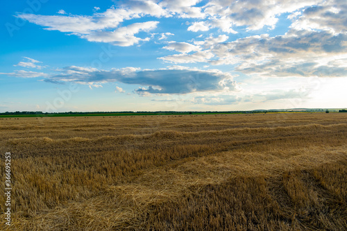 Hay field before sunset.