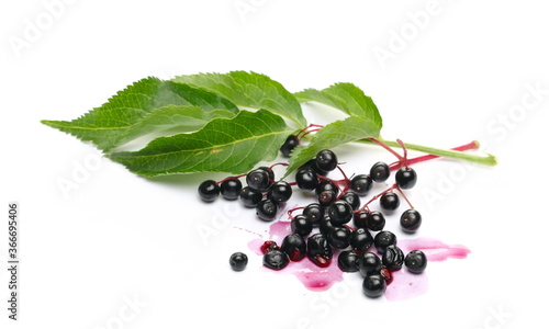 Elderberries, danewort, elder plant with leaves on twig isolated on white background